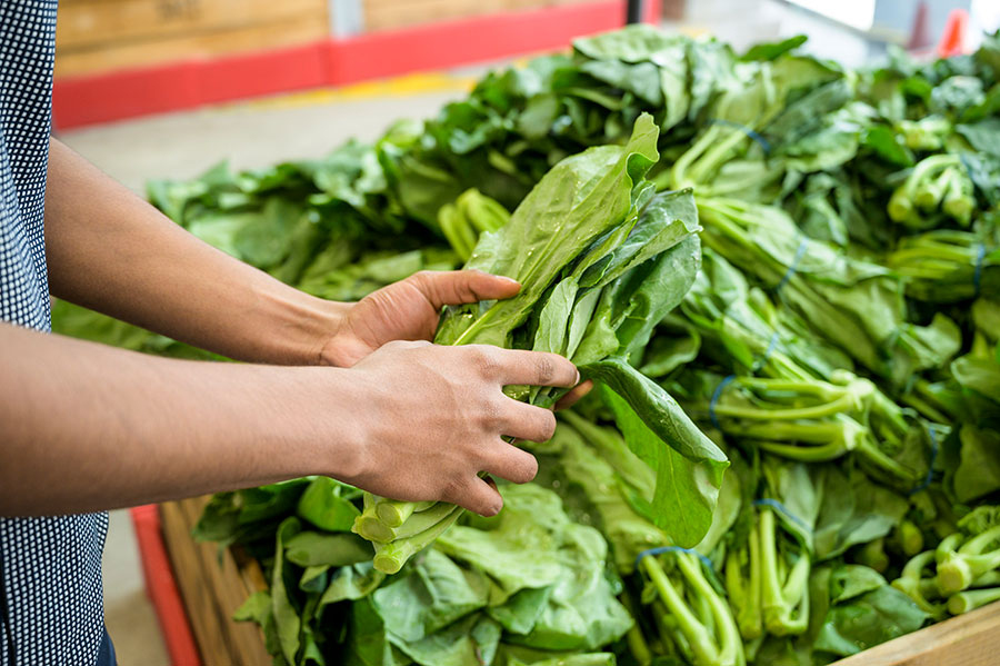 Hands holding Chinese broccoli 