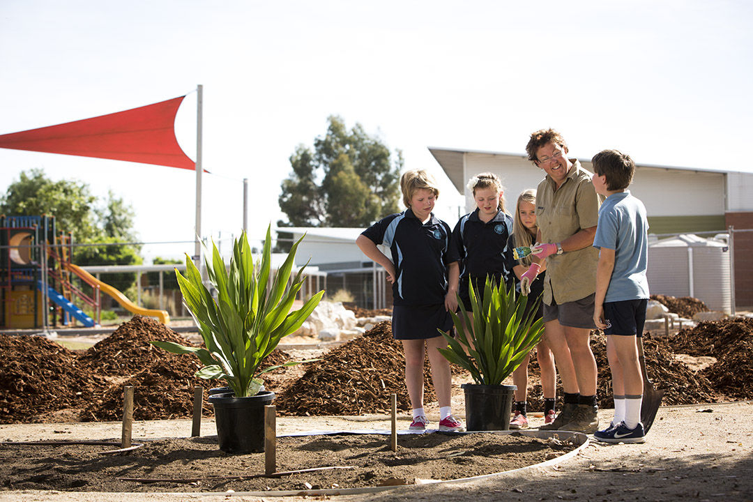 Young students being shown how to plant shrubs buildings in background, shade sail to left 