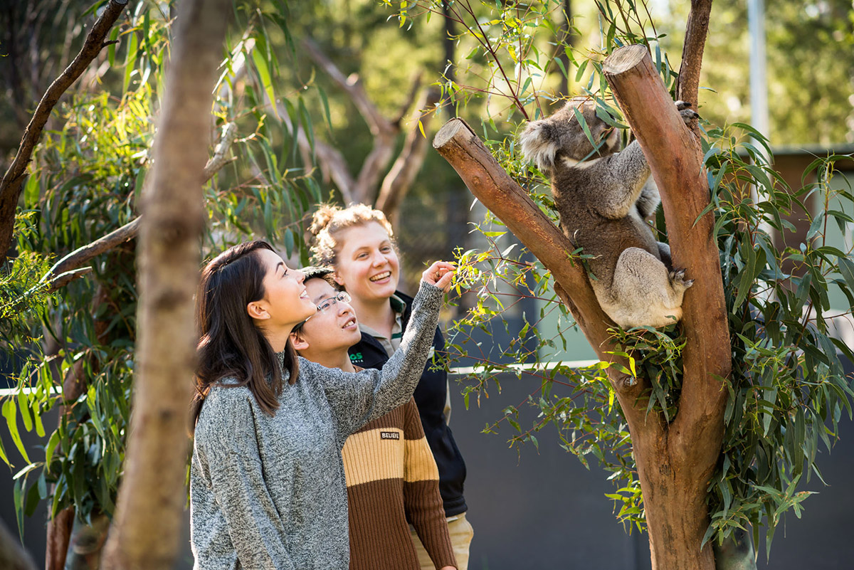 Students looking at a koala